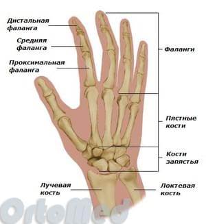 Перелом средней фаланги пальца
