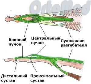 сухожилие разгибателя пальца