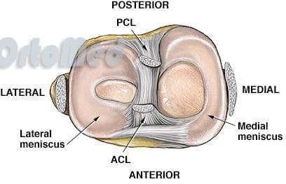 связки коленного сустава