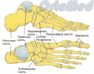 Строение стопы