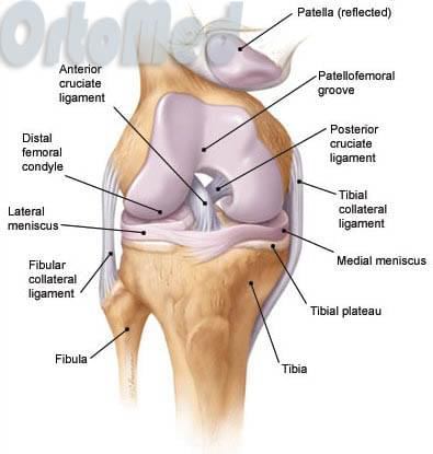 Анатомия коленного сустава