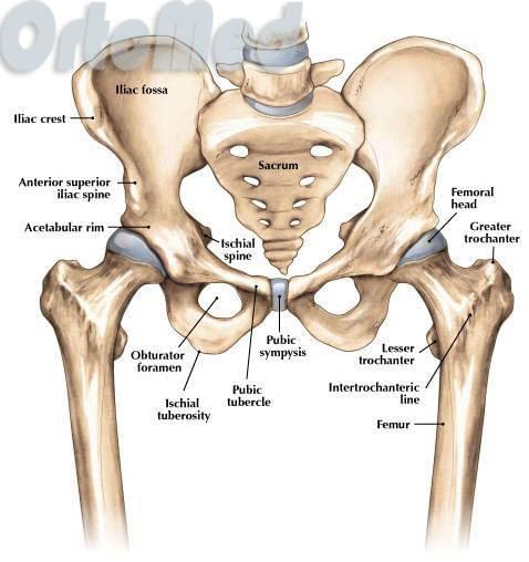 анатомия тазобедренного сустава