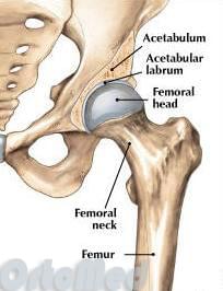 анатомия тазобедренного сустава