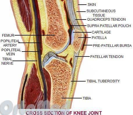 строение колена человека